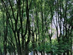 -重庆市江北嘴中央商务区中央公园