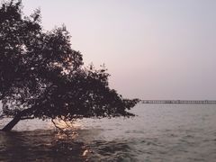 -宝安西湾红树林湿地公园