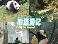-都江堰中华大熊猫苑