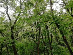 -阳台山自然风景区