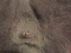 -佳怡动物医院·平价24小时·猫专科骨外科