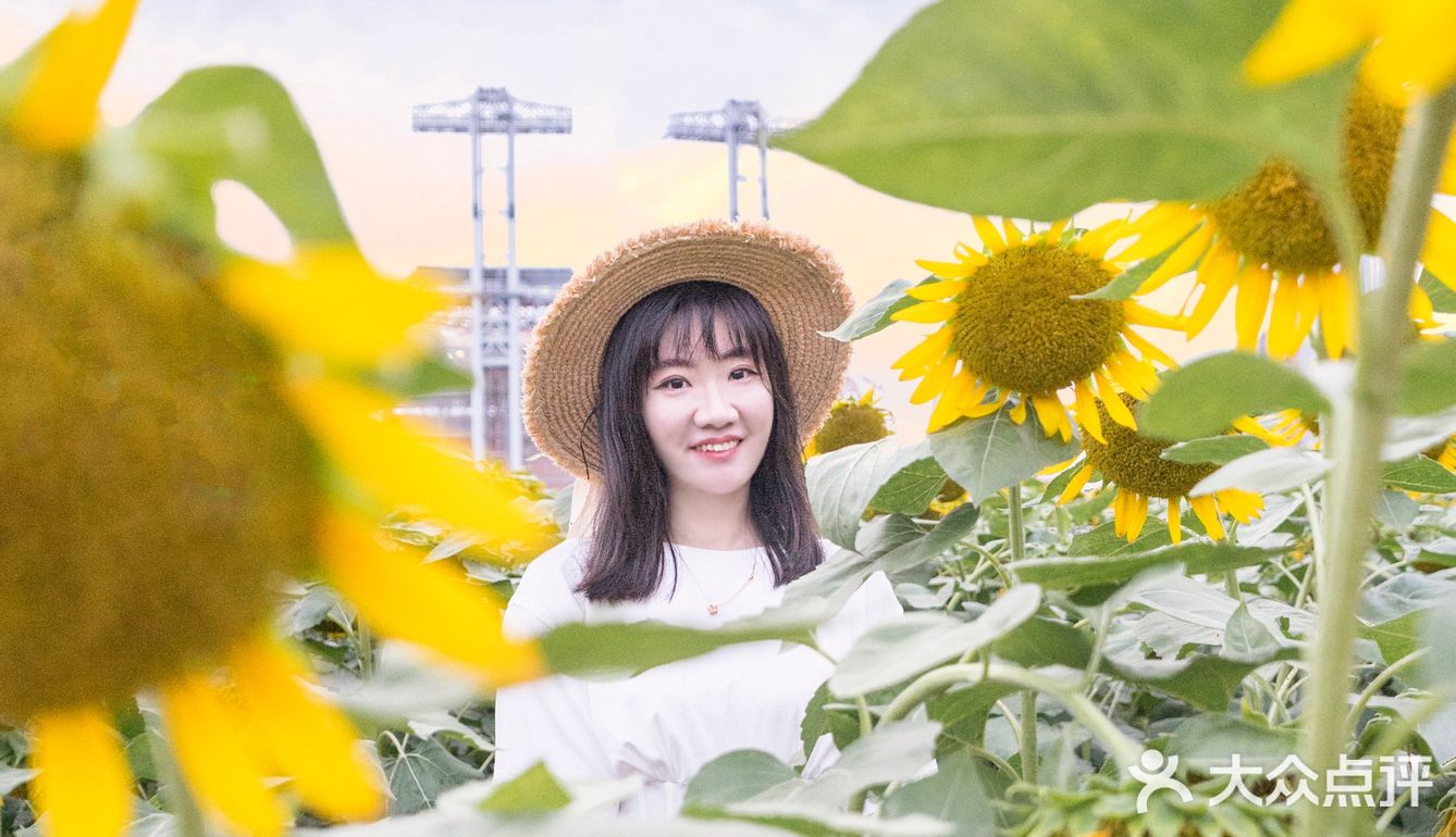 🌻金黄色向日葵花海 广州塔下的浪漫