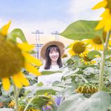 🌻金黄色向日葵花海 广州塔下的浪漫