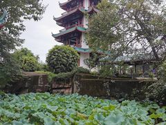 -桂湖森林公园