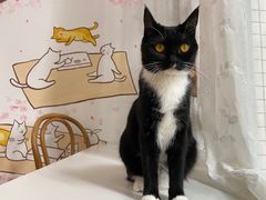 -是阿柴呀！柴犬咖啡·爱喵喵猫咖