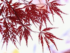 -秋霞圃
