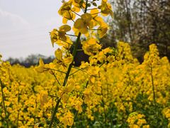 -桤木河湿地公园