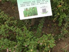 -昆山城市生态森林公园