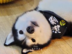 -Husky Go! 哈士奇体验馆·宠物咖啡厅狗咖