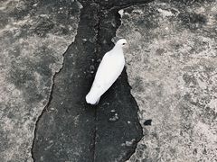 -古德寺素菜馆