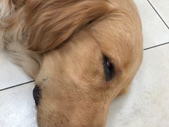 -宠福鑫康馨动物医院·骨科·眼科