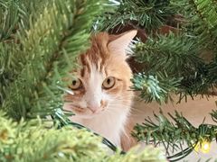 -氷冰凉刨冰甜品(北京路店)