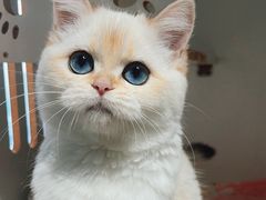 -东方名猫馆·英短金渐层布偶猫舍(环线广场1号楼店)