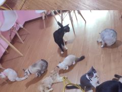 -李小姐の猫咖啡馆(五角场店)