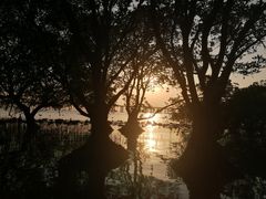 -宝安西湾红树林湿地公园