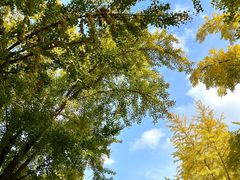 -三里屯东五街银杏大道