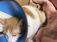 -乐派堂宠物医院·猫友好· 心脏科(东街店)