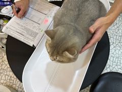 -momokira米努特·德文卷毛猫·棉花面纱犬