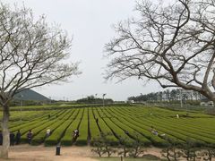 -雪绿茶博物馆