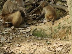-苏州上方山国家森林公园