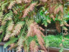 -银湖山郊野公园-相思林