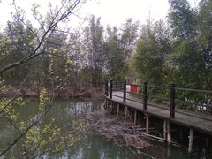 -会仙湿地