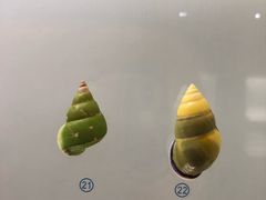 -青岛贝壳博物馆
