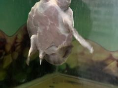 -上海大自然野生昆虫馆(东方明珠·爬宠昆虫探索中心)