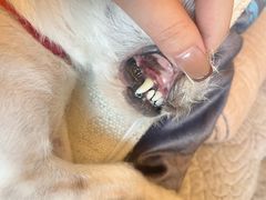 -东日国际动物医院·CT·心脏专科(桃源分院)