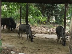 -清迈夜间动物园