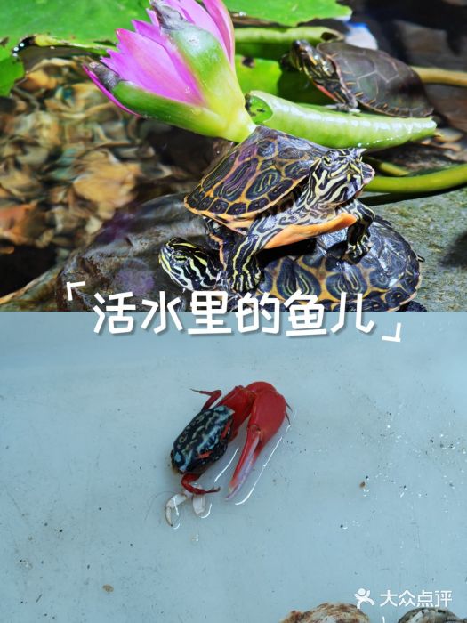 三圣花乡旅游区图片