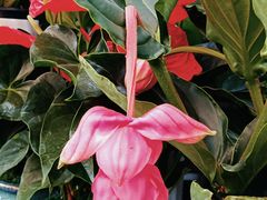 -青石桥花鸟鱼虫市场(叠翠城店)