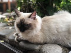 -喵屿·大理花园猫咖