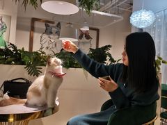 -喵喵咪呀布偶猫咖(春熙路店)