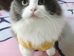 -gaga(深圳南山益田假日广场店)