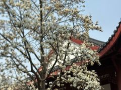 -武汉大学-樱园