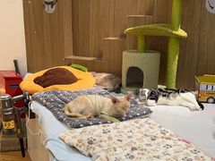 -COLOR PETS 撸猫馆·购猫·猫咖(长风大悦城店)