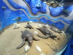 -广东惠东海龟国家级自然保护区