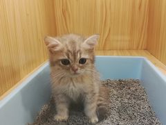 -屋虎猫馆(宝安大仟里店)
