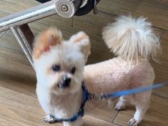 -爱侣·安琦尔宠物医院·中兽医针灸·心内科·狂犬免疫点(宝山区院)