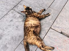-长春观