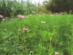 -田园东方蜜桃村的田野营地