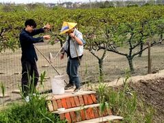 -樂桃源奉贤黄桃种植采摘基地