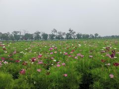 -西青郊野公园