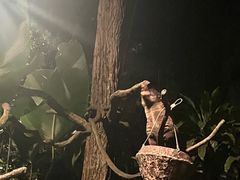 -夜间野生动物园