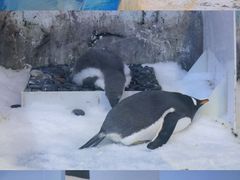 -芜湖新华联大白鲸海洋公园