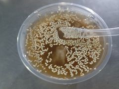 -宋文成烤肉(白沙巷店)