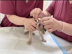 -纳吉亚猫专科动物医院博雅分院