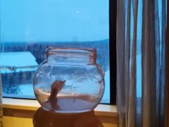 -长白山万达喜来登度假酒店