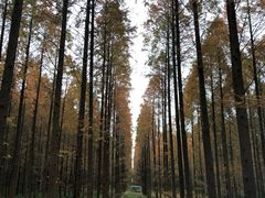 -黄海国家森林公园